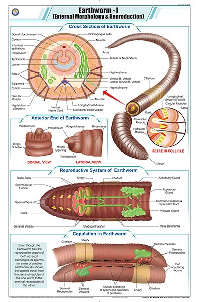 Stz29 | Teachingnest | Earthworm I Chart (58X90Cm) | Zoology Chart | English | Wall Hanging [Wall Chart]