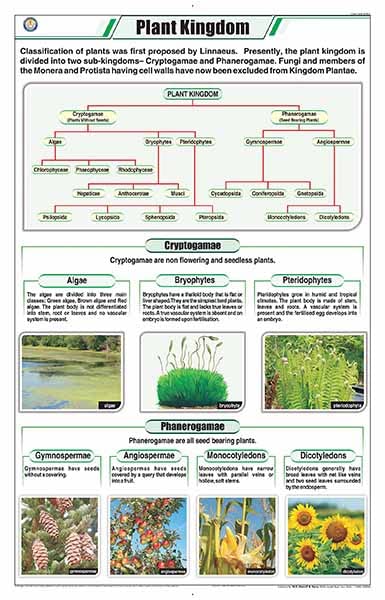 Stb01 | Teachingnest Plant Kingdom Chart (58X90Cm) | English | Botany Charts | With Rollers [Wall Chart] Botany Charts And Teach