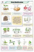 Stb29 | Teachingnest | Stem Modifications Chart (58X90Cm) | Botany Chart | English | Wall Hanging [Wall Chart] Botany Charts And