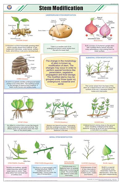 Stb29 | Teachingnest | Stem Modifications Chart (58X90Cm) | Botany Chart | English | Wall Hanging [Wall Chart] Botany Charts And