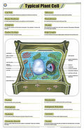 Stb03 | Teachingnest Typical Plant Cell Chart (58X90Cm) | English | Botany Charts [Wall Chart]