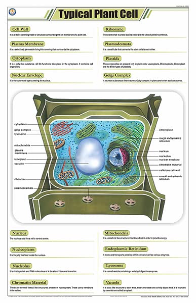 Stb03 | Teachingnest Typical Plant Cell Chart (58X90Cm) | English | Botany Charts [Wall Chart]