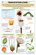 Stb22 | Teachingnest | Dispersal Of Fruits & Seeds Chart (58X90Cm) | Botany Chart | English | Wall Hanging [Wall Chart] Botany C