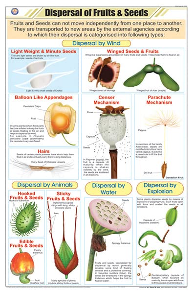 Stb22 | Teachingnest | Dispersal Of Fruits & Seeds Chart (58X90Cm) | Botany Chart | English | Wall Hanging [Wall Chart] Botany C