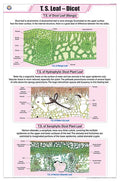 Stb13 | Teachingnest | T.S. Leaf  Dicot Chart (58X90Cm) | Botany Chart | English | Wall Hanging [Wall Chart]