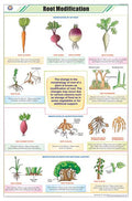 Stb30 | Teachingnest | Root Modifications Chart (58X90Cm) | Botany Chart | English | Wall Hanging [Wall Chart] Botany Charts And