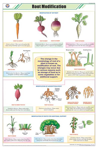 Stb30 | Teachingnest | Root Modifications Chart (58X90Cm) | Botany Chart | English | Wall Hanging [Wall Chart] Botany Charts And
