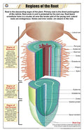 Stb46 | Teachingnest | Regions Of Root Chart (58X90Cm) | Botany Chart | English | Wall Hanging [Wall Chart]