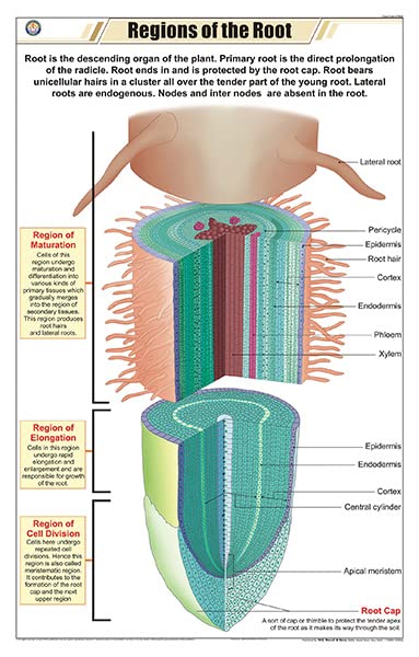 Stb46 | Teachingnest | Regions Of Root Chart (58X90Cm) | Botany Chart | English | Wall Hanging [Wall Chart]
