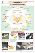 Stg30 | Teachingnest Sericulture Chart (58X90Cm) | English | General Science Charts [Wall Chart] Teachingnest