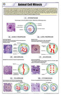 Stz05 | Teachingnest | Animal Cell Mitosis Chart (58X90Cm) | Zoology Chart | English | Wall Hanging [Wall Chart]