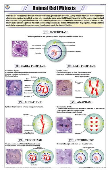 Stz05 | Teachingnest | Animal Cell Mitosis Chart (58X90Cm) | Zoology Chart | English | Wall Hanging [Wall Chart]