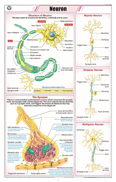 Stz38 | Teachingnest | Neuron Chart (58X90Cm) | Zoology Chart | English | Wall Hanging [Wall Chart]