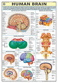 HP16S | TeachingNest | Human Brain Chart 70x100 cm | English | Human Physiology Chart | Synthetic | Wall Sticking [Wall Chart] t