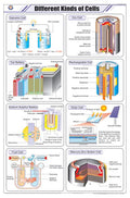 Stc16 | Teachingnest | Different Kinds Of Cells Chart (58X90 Cm) | English | Chemistry Charts | With Rollers [Wall Chart] Teachi