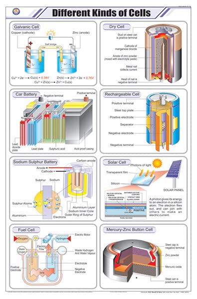 Stc16 | Teachingnest | Different Kinds Of Cells Chart (58X90 Cm) | English | Chemistry Charts | With Rollers [Wall Chart] Teachi