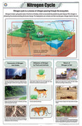 Stg18 | Teachingnest Nitrogen Cycle Chart (58X90Cm) | English | General Science Charts [Wall Chart] Teachingnest
