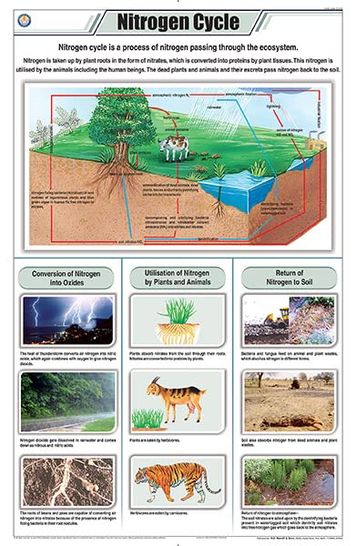 Stg18 | Teachingnest Nitrogen Cycle Chart (58X90Cm) | English | General Science Charts [Wall Chart] Teachingnest