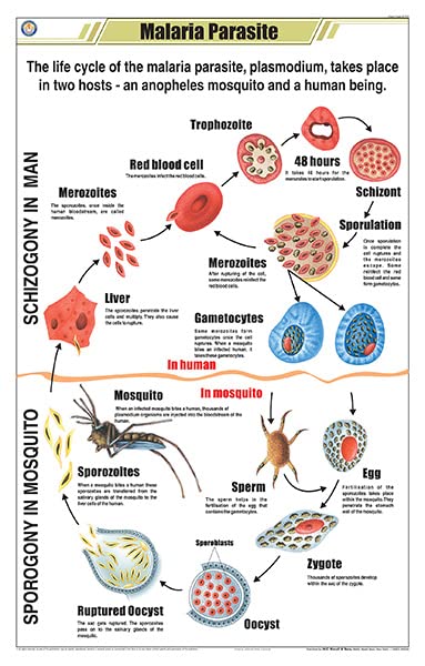 Stz11 | Teachingnest Malaria Parasite Chart (58X90Cm) | English | Zoology Charts [Wall Chart] Teachingnest