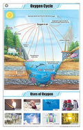 Stg19 | Teachingnest Oxygen Cycle Chart (58X90Cm) | English | General Science Charts [Wall Chart] Teachingnest