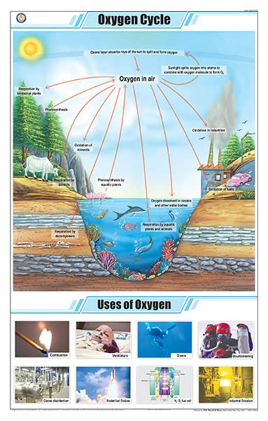 Stg19 | Teachingnest Oxygen Cycle Chart (58X90Cm) | English | General Science Charts [Wall Chart] Teachingnest