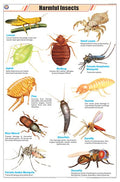 Stz24 | Teachingnest Harmful Insects Chart (58X90Cm) | English | Zoology Charts [Wall Chart]