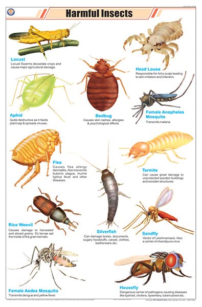 Stz24 | Teachingnest Harmful Insects Chart (58X90Cm) | English | Zoology Charts [Wall Chart]