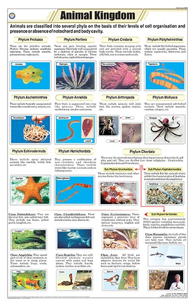 Stz01 | Teachingnest Animal Kingdom Structure Chart (58X90Cm) | English | Zoology Charts [Wall Chart]