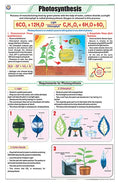 Stb23 | Teachingnest Photosynthesis Chart (58X90Cm) | English | Botany Charts [Wall Chart] Botany Charts And Teachingnest