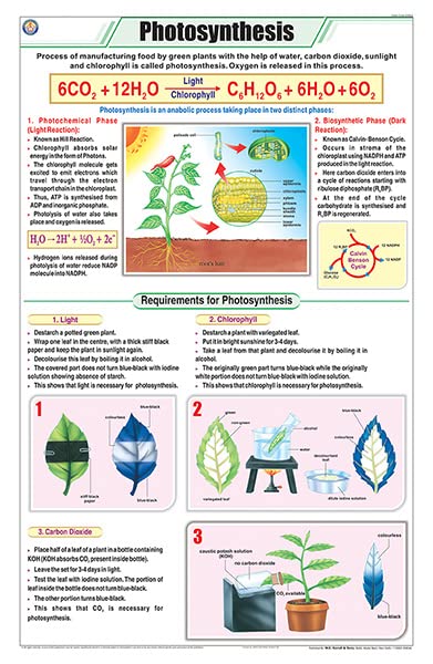 Stb23 | Teachingnest Photosynthesis Chart (58X90Cm) | English | Botany Charts [Wall Chart] Botany Charts And Teachingnest
