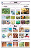 Stb36 | Teachingnest | Algae Chart (58X90Cm) | Botany Chart | English | Wall Hanging [Wall Chart] Botany Charts And Teachingnest