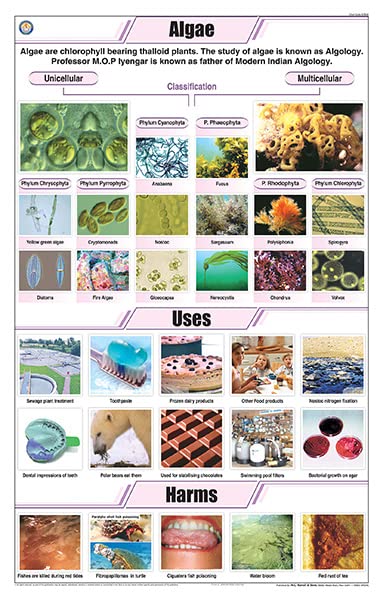 Stb36 | Teachingnest | Algae Chart (58X90Cm) | Botany Chart | English | Wall Hanging [Wall Chart] Botany Charts And Teachingnest