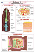 Stz31 | Teachingnest | Earthworm Iii Chart (58X90Cm) | Zoology Chart | English | Wall Hanging [Wall Chart]