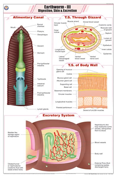 Stz31 | Teachingnest | Earthworm Iii Chart (58X90Cm) | Zoology Chart | English | Wall Hanging [Wall Chart]