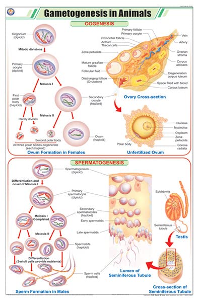 Stz07 | Teachingnest | Gametogenesis In Animals Chart (58X90Cm) | Zoology Chart | English | Wall Hanging [Wall Chart]