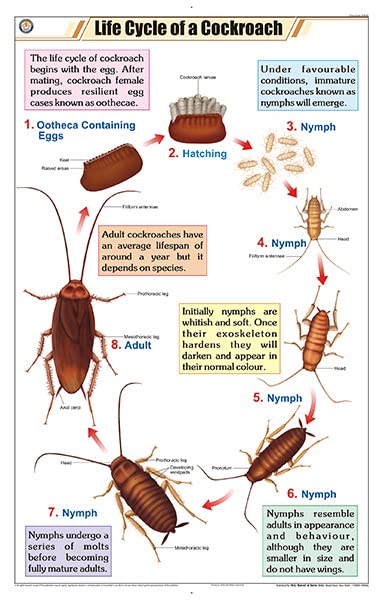 Stz45 | Teachingnest | Life Cycle Of Cockroach Chart (58X90Cm) | Zoology Chart | English | Wall Hanging [Wall Chart]