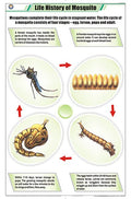 Stz18 | Teachingnest | Life History Of Mosquito Chart (58X90Cm) | Zoology Chart | English | Wall Hanging [Wall Chart] Zoology Ch