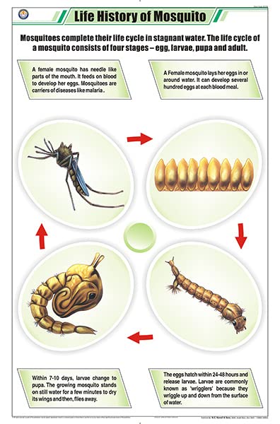 Stz18 | Teachingnest | Life History Of Mosquito Chart (58X90Cm) | Zoology Chart | English | Wall Hanging [Wall Chart] Zoology Ch