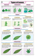 Stb14 | Teachingnest Types Of Leaves Chart (58X90Cm) | English | Botany Charts [Wall Chart] Botany Charts And Teachingnest