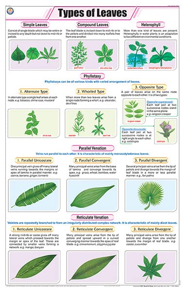 Stb14 | Teachingnest Types Of Leaves Chart (58X90Cm) | English | Botany Charts [Wall Chart] Botany Charts And Teachingnest