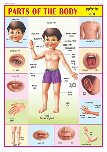 Body Parts Chart For Kids | 70x100 cm (Extra Large Size to attract Kids) | NonTearable and Waterproof | Perfect For Homeschooli