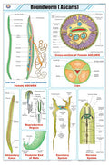 Stz16 | Teachingnest | Roundworm (Ascaris) Chart (58X90Cm) | Zoology Chart | English | Wall Hanging [Wall Chart] Zoology Charts 