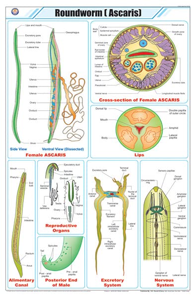 Stz16 | Teachingnest | Roundworm (Ascaris) Chart (58X90Cm) | Zoology Chart | English | Wall Hanging [Wall Chart] Zoology Charts 