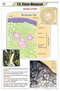 Stb08 | Teachingnest | T.S. Stem  Monocot Chart (58X90Cm) | Botany Chart | English | Wall Hanging [Wall Chart]