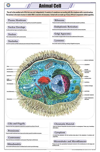 Stz02 | Teachingnest Animal Cell Chart (58X90Cm) | English | Zoology Charts [Wall Chart] Teachingnest
