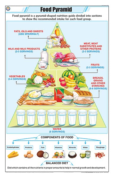 Stg32 | Teachingnest Food Pyramid Chart (58X90Cm) | English | General Science Charts [Wall Chart] Teachingnest
