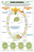 Stb27 | Teachingnest | Double Fertilization Chart (58X90Cm) | Botany Chart | English | Wall Hanging [Wall Chart]
