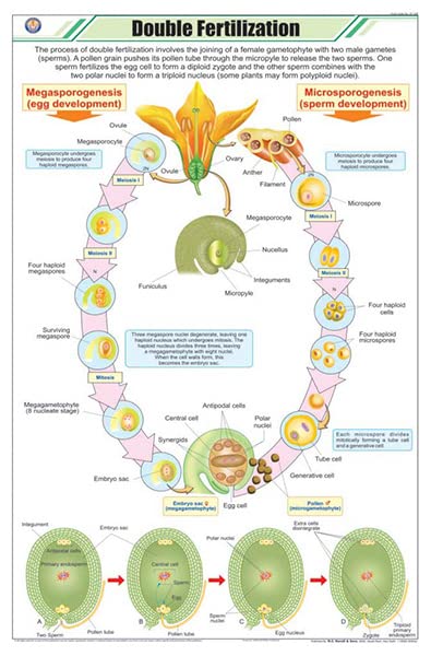 Stb27 | Teachingnest | Double Fertilization Chart (58X90Cm) | Botany Chart | English | Wall Hanging [Wall Chart]