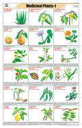 Stg10 | Teachingnest Medicinal Plants  1 Chart (58X90Cm) | English | General Science Charts [Wall Chart] Teachingnest