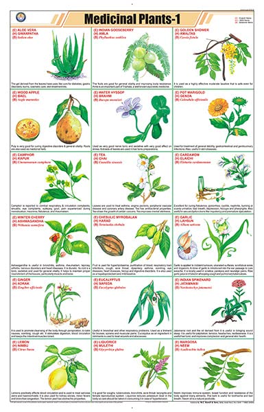 Stg10 | Teachingnest Medicinal Plants  1 Chart (58X90Cm) | English | General Science Charts [Wall Chart] Teachingnest